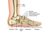 Understanding Foot Anatomy